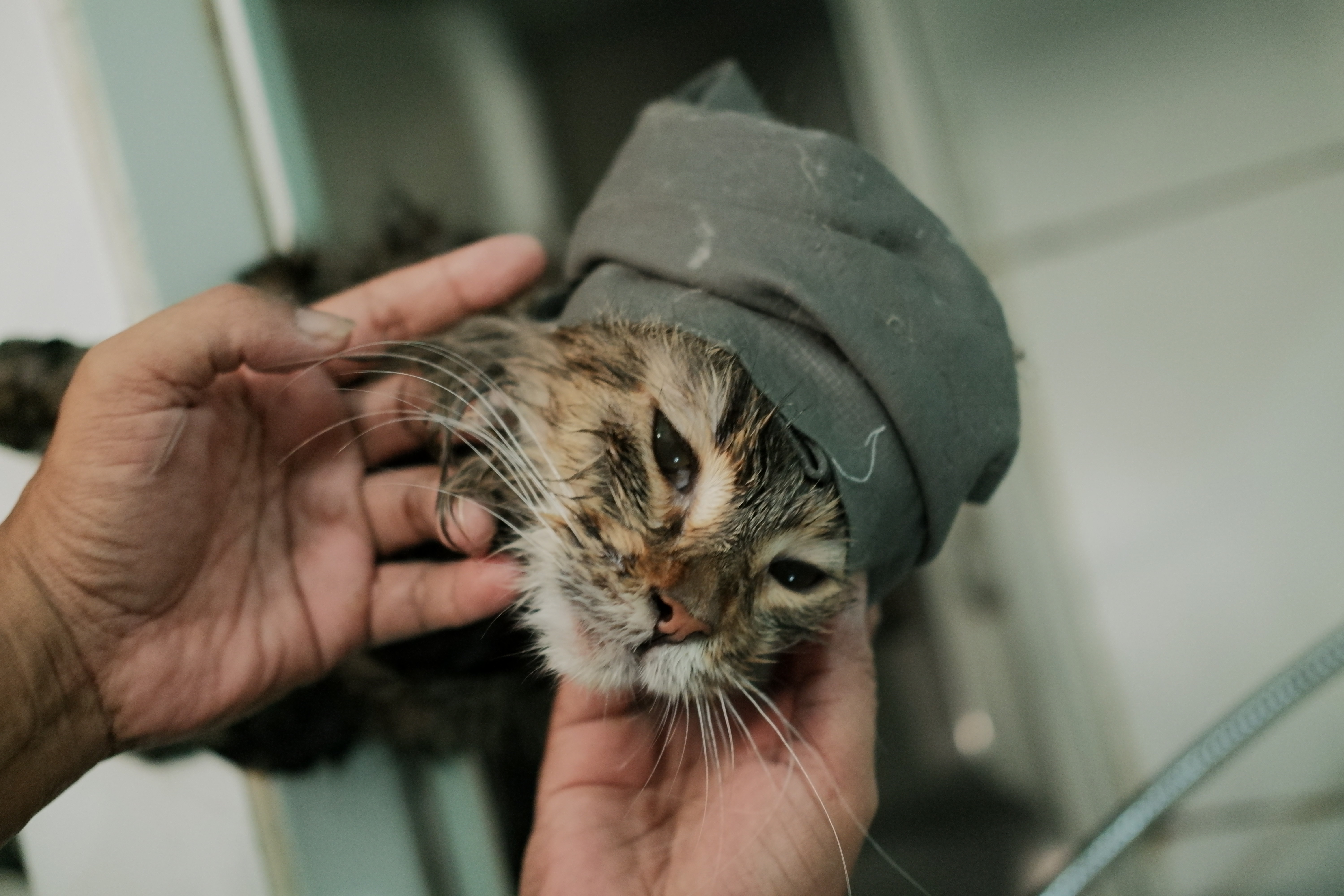 Grooming Kucing